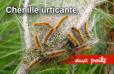 chenille_processionnaire.jpg