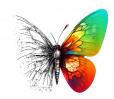 fond-papillon-couleur-regeneration.jpg