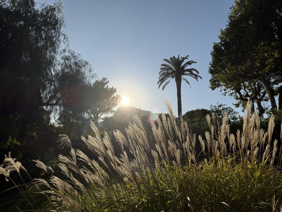"Soirée de lancement de 'Fêter le territoire' en ouverture des Journées du Patrimoine 2026 à La Farlède. Au premier plan, des herbes décoratives (miscanthus) éclairées par le soleil couchant. En arrière-plan, un palmier se dresse sous un ciel bleu, avec des arbres et des montagnes en silhouette. La lumière dorée du coucher de soleil crée une ambiance chaleureuse et festive.